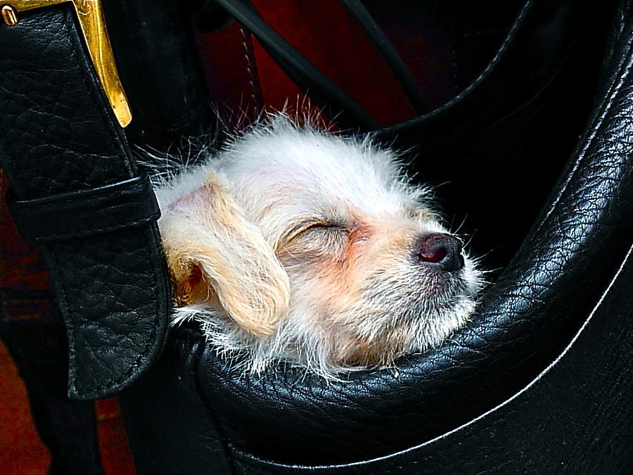 Pocket Puppy #1 Photograph by Dorota Nowak