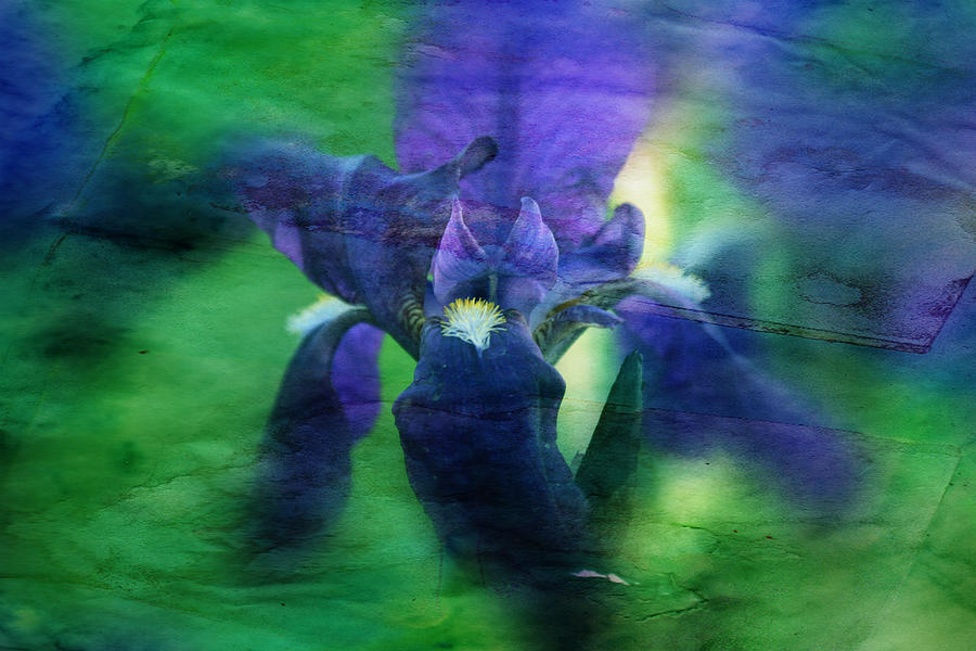 Poetic Iris #2 Photograph by Toni Hopper