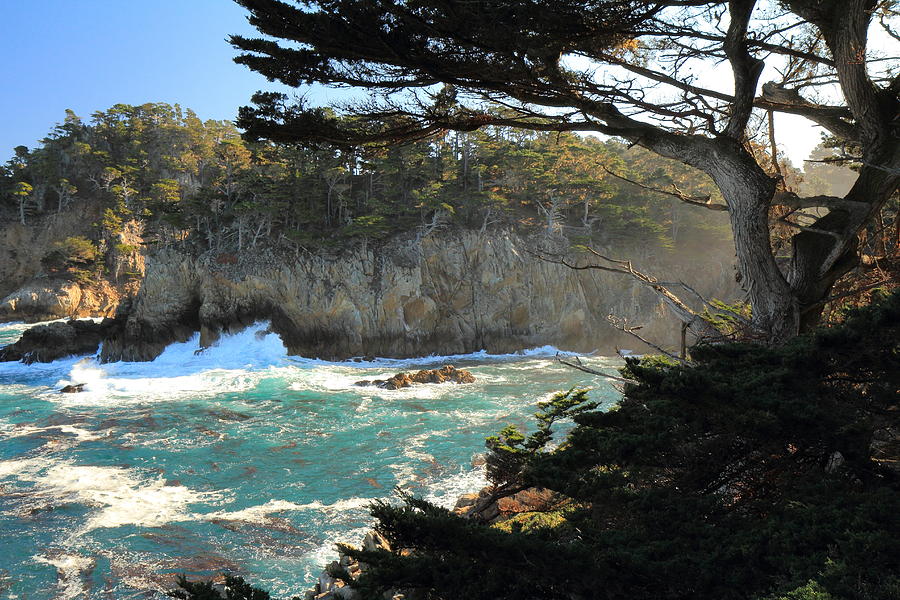 Point Lobos Cypress #1 Photograph by Scott Rackers