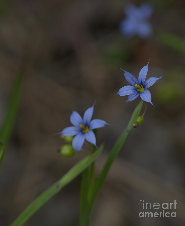 Pointed Blue-eyed Grass Photograph