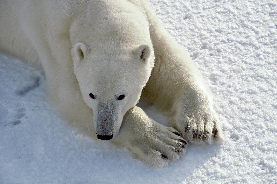 Polar Bear #1 Photograph by Francois Gohier and Photo Researchers