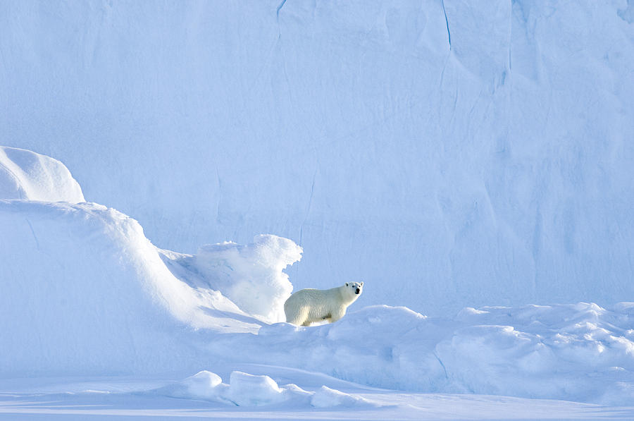 Wildlife Photograph - Polar Bear #1 by Louise Murray