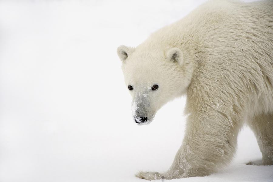 Animal Photograph - Polar Bear #1 by Richard Wear