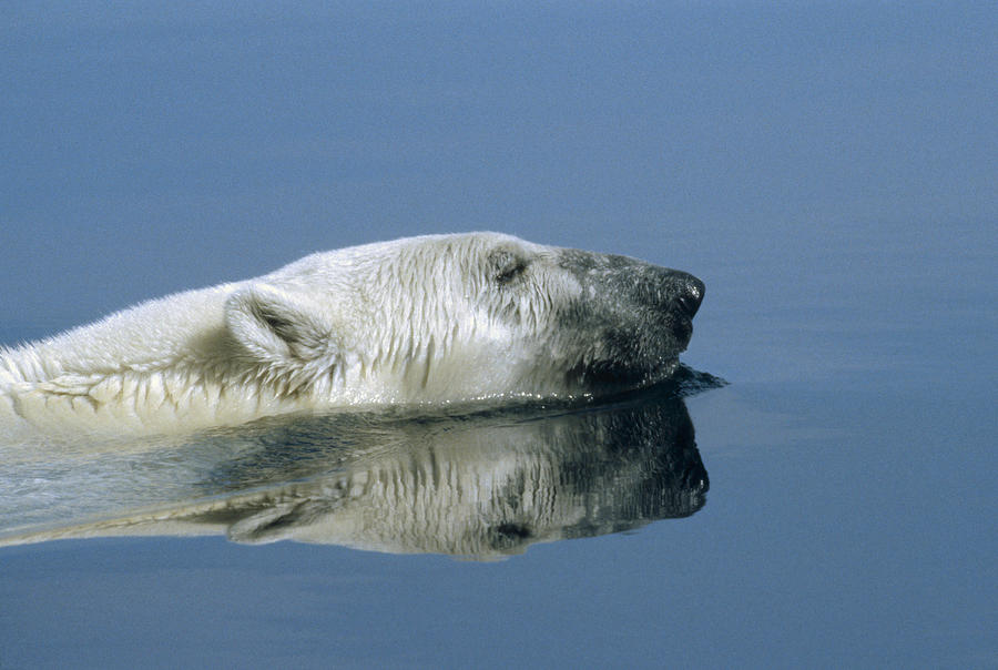 Polar Bear Swimming Wager Bay Canada #1 Photograph by Flip Nicklin