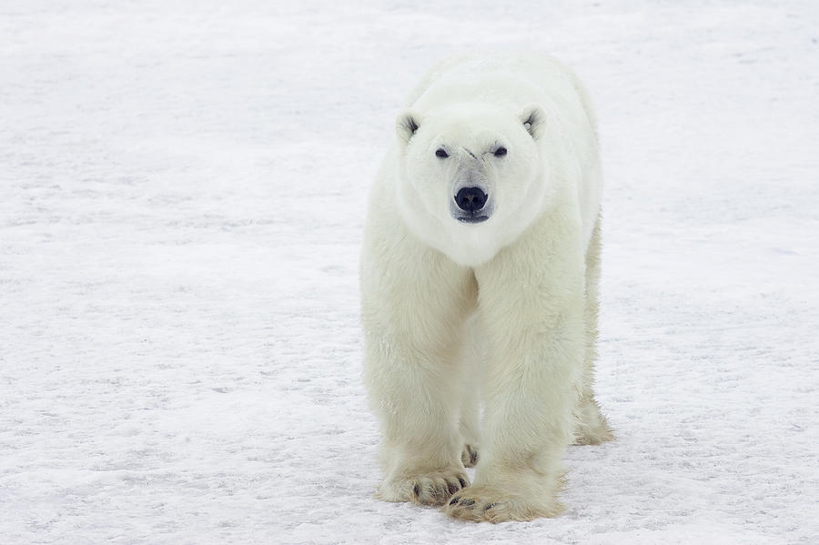 Polar Bear Ursus Maritimus Male Photograph by Matthias Breiter