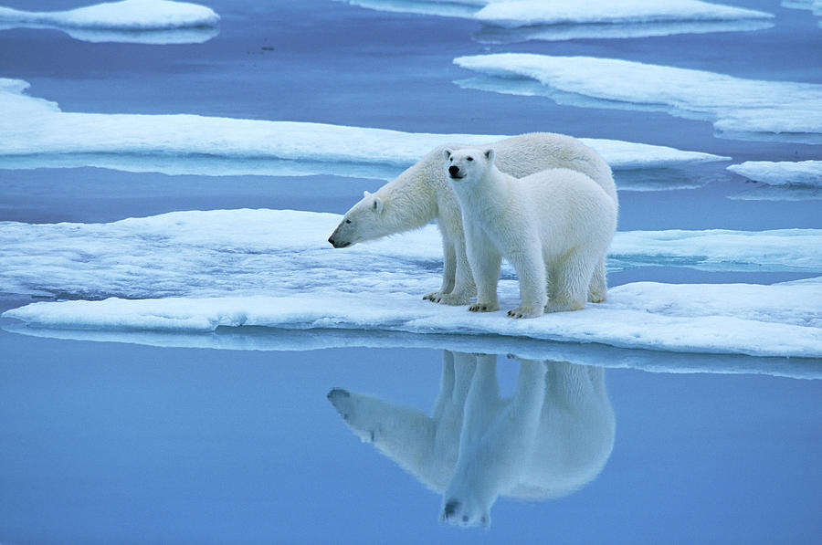 Polar Bear Ursus Maritimus Pair On Ice Photograph by Rinie Van Meurs