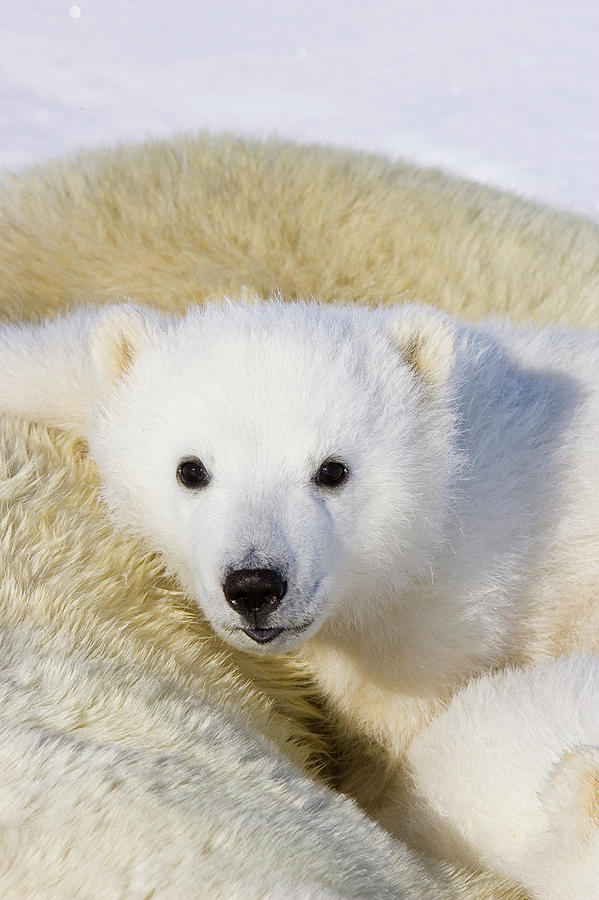 Polar Bear Ursus Maritimus Three #1 Photograph by Suzi Eszterhas