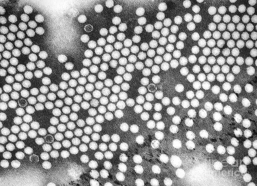 Poliovirus, Tem #1 Photograph by Science Source