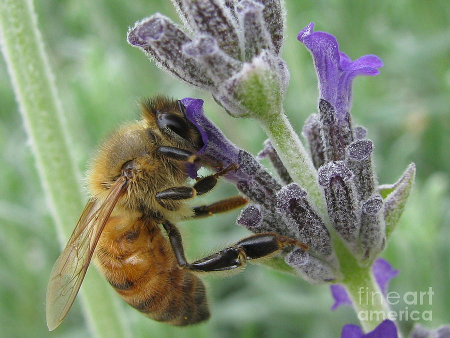 Pollen Catcher Photograph by Tina Marie