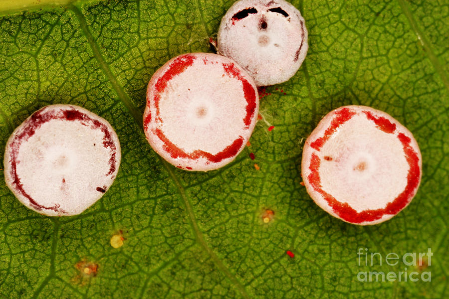 Polyphemus Caterpillar Eggs #1 Photograph by Ted Kinsman