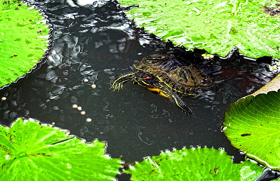 Pond Turtle #1 Photograph by John Bennett