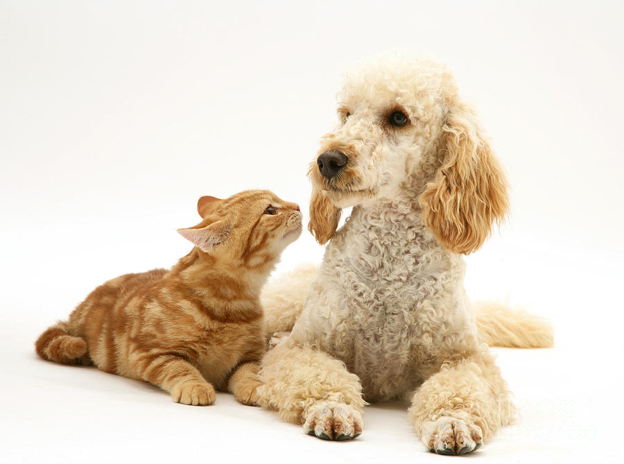 Poodle And Cat #1 Photograph by Jane Burton
