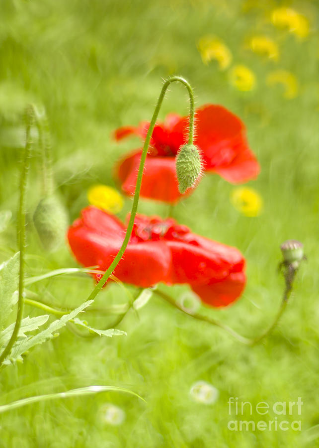 Poppies #1 Photograph by Ang El