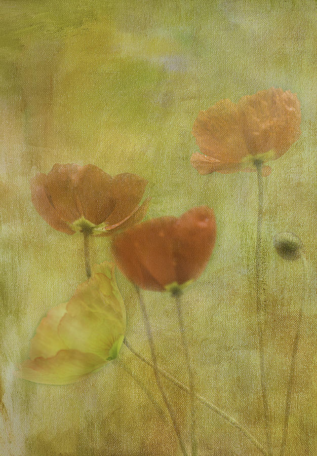 Poppies #1 Photograph by Carolyn DAlessandro