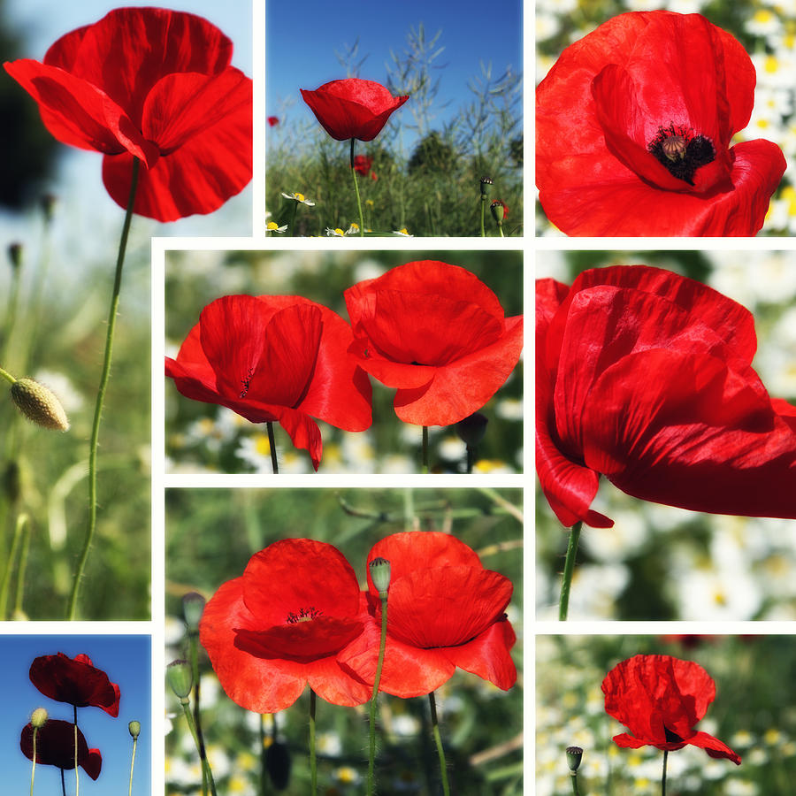Poppy Photograph - Poppies Collage #1 by Falko Follert