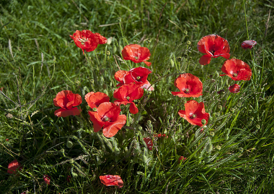 Poppies #1 Photograph by Gouzel -