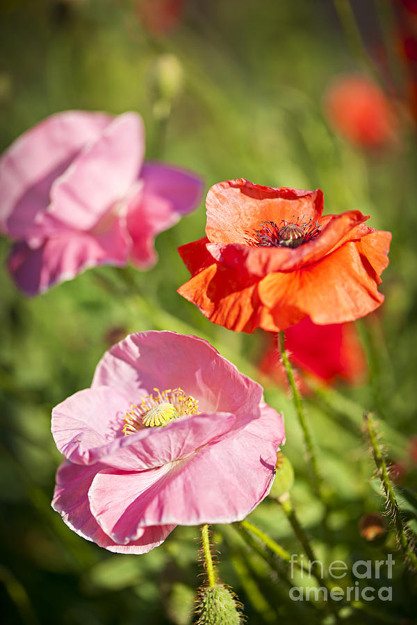 Pink and red poppies Photograph by Elena Elisseeva