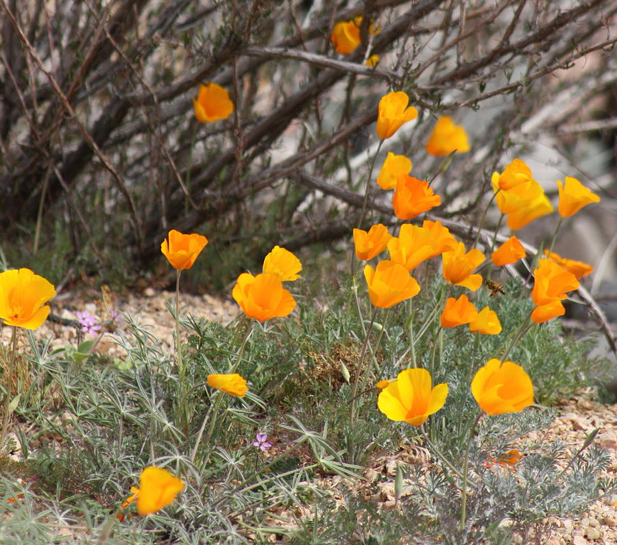 Poppies #1 Photograph by Kim Galluzzo