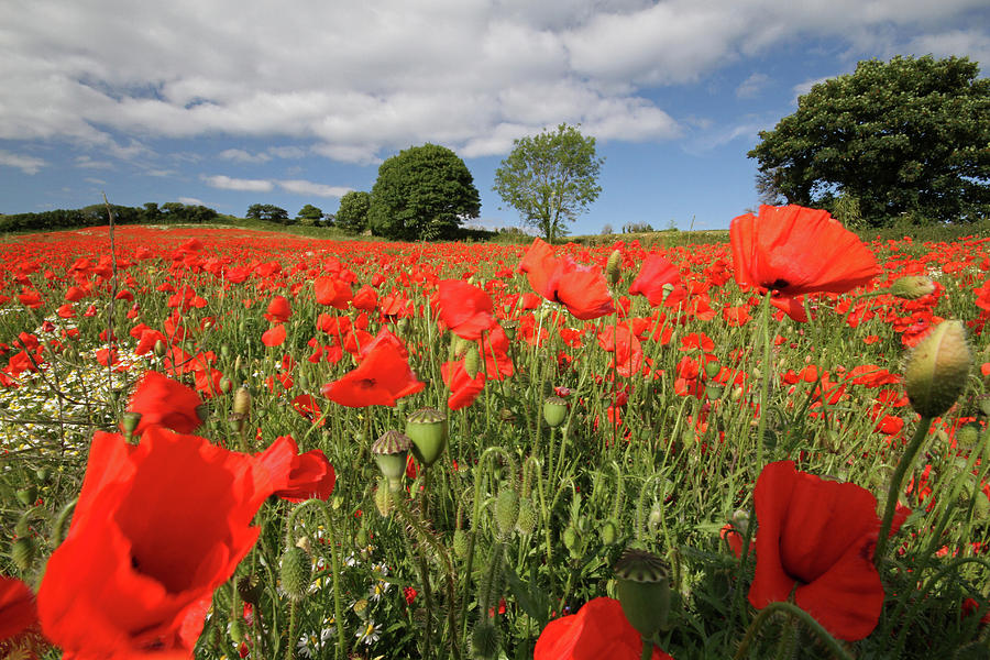 Poppy Field Photograph by Christopher Davis