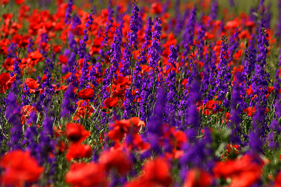 Poppy field Photograph by Emanuel Tanjala