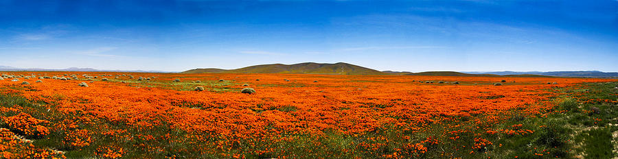 Poppy Field Panorama #1 Photograph by Joe  Palermo