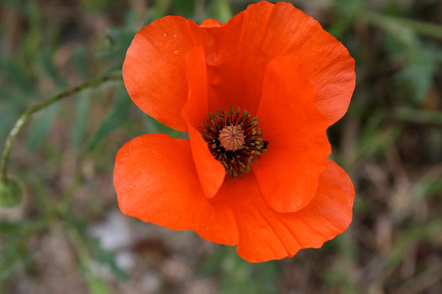 Nature Photograph - Poppy #1 by Ivan SABO