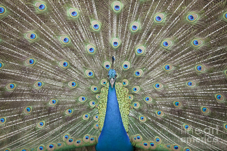 Portrait and close up of peacock  #1 Photograph by Anek Suwannaphoom