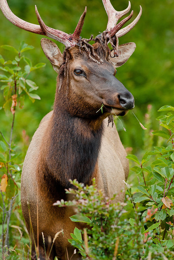 Portrait of a Bull Elk #1 Photograph by Greg Nyquist