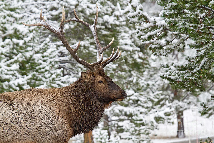 Portrait of a Bull Elk #1 Photograph by Rodney Cammauf