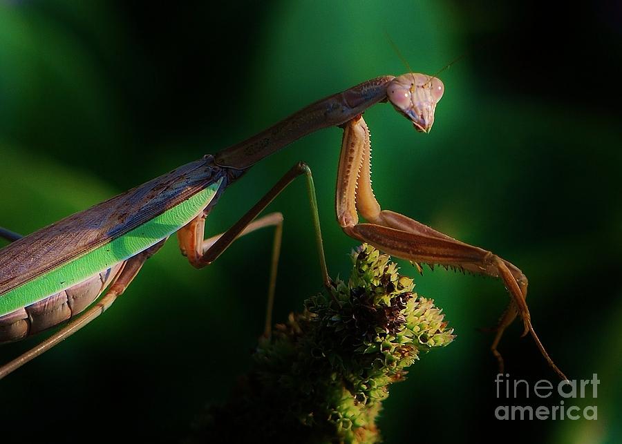 Nature Photograph - Portrait Of A Praying Mantis #1 by Joy Bradley