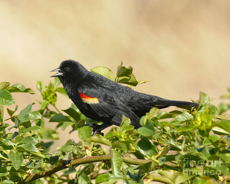 Portrait of a Red-winged Blackbird #1 Photograph by Dennis Hammer