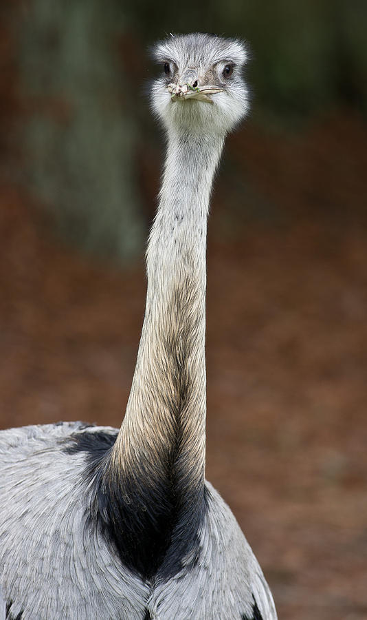 Portrait of a Rhea Photograph by Greg Nyquist | Fine Art America