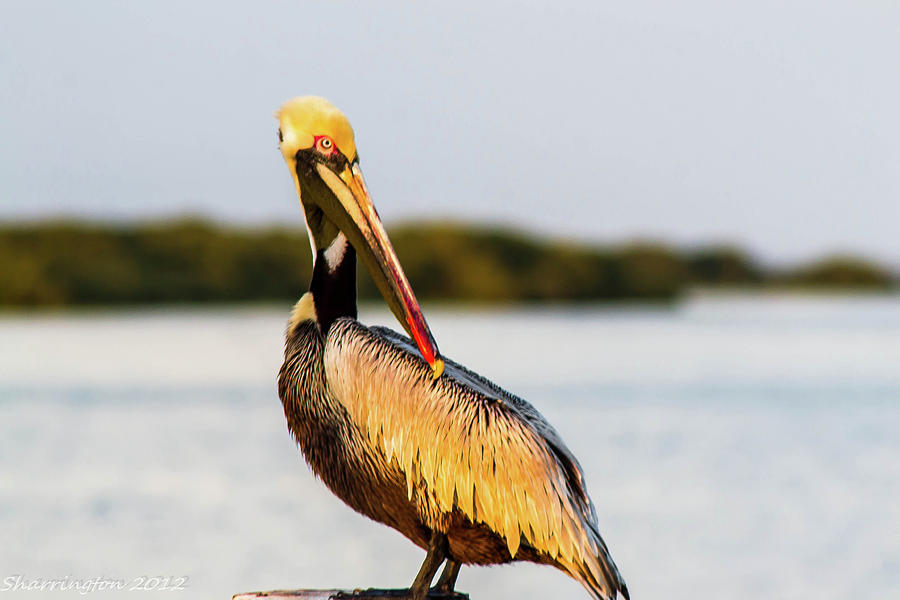 Pelican Photograph - Posing Pelican #1 by Shannon Harrington