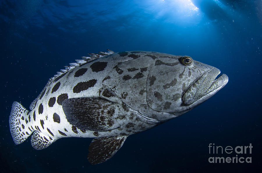 Potato Grouper, Australia by Todd Winner