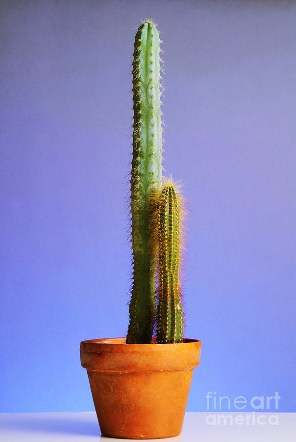 Potted Cactus #1 Photograph by Photo Researchers, Inc.