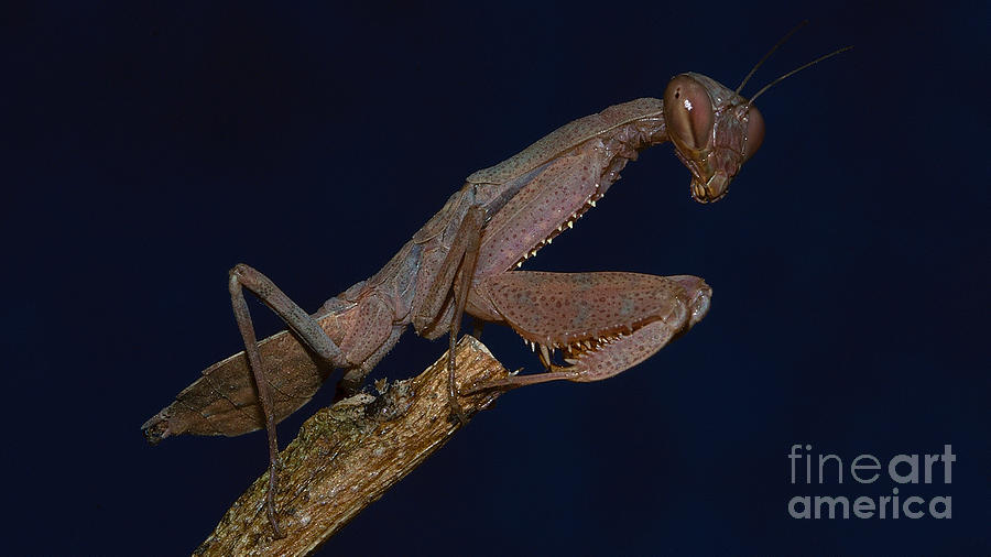 Praying Mantis #1 Photograph by Mareko Marciniak