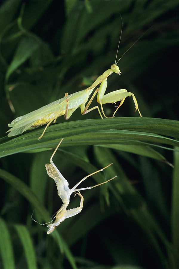 Praying Mantis With Its Shed Skin Photograph by David Aubrey - Pixels