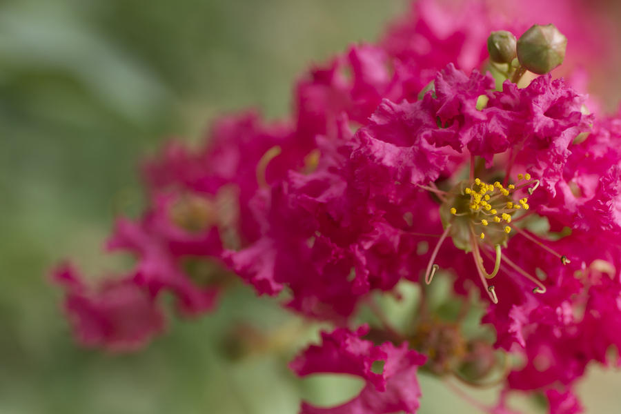 Pretty In Pink Photograph by Julia Fox | Fine Art America