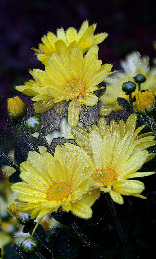 Pretty in Yellow #2 Photograph by Karen Harrison Brown
