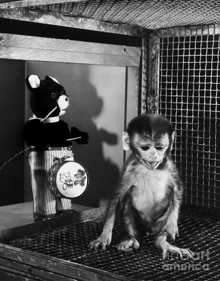 Primate Fear Testing #1 Photograph by Science Source