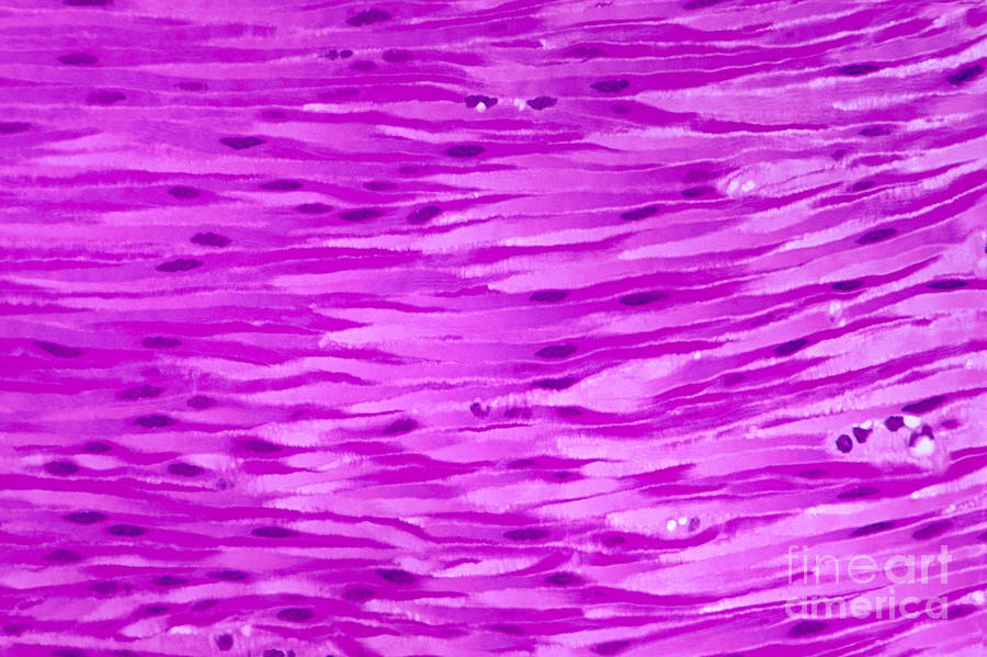 Primate Histology #1 Photograph by M. I. Walker