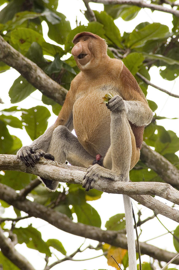 Proboscis Monkey Photograph by Matthew Oldfield - Fine Art America