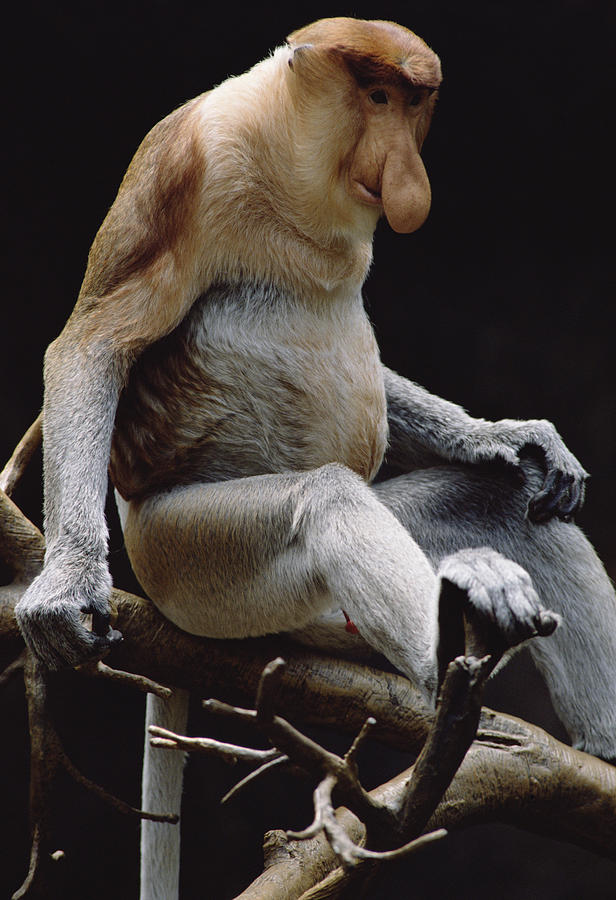 Proboscis Monkey Nasalis Larvatus #1 Photograph by Gerry Ellis