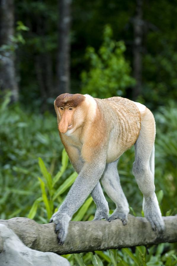 proboscis monkey teddy