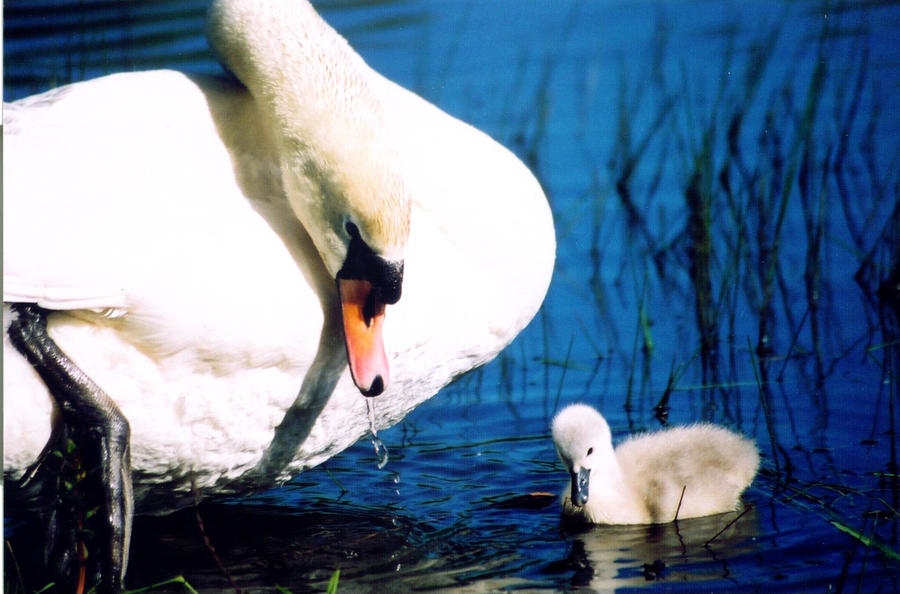 Nature Photograph - Proud Mother #1 by Lee Yeomans