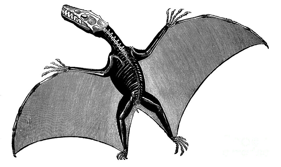 Pterodactyl, Extinct Flying Reptile #1 Photograph by Science Source