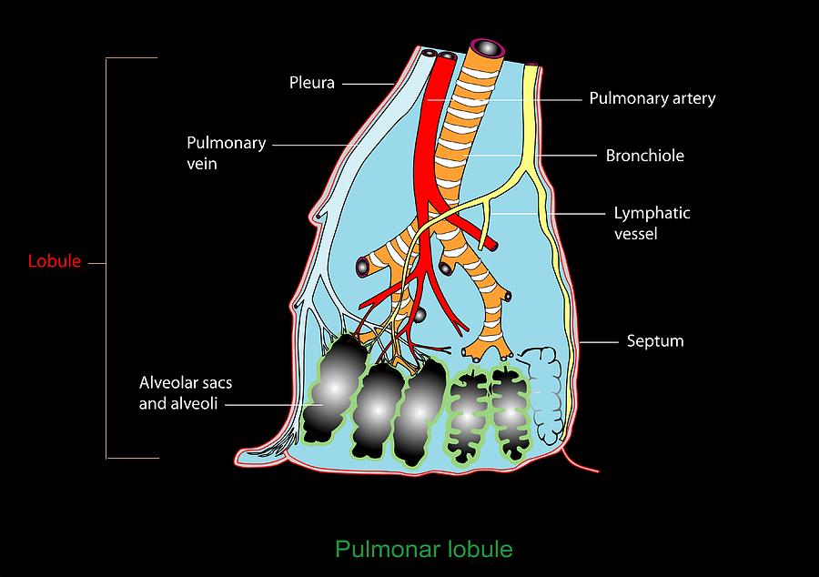 Human Body Photograph - Pulmonary Lobule, Artwork #1 by Francis Leroy, Biocosmos