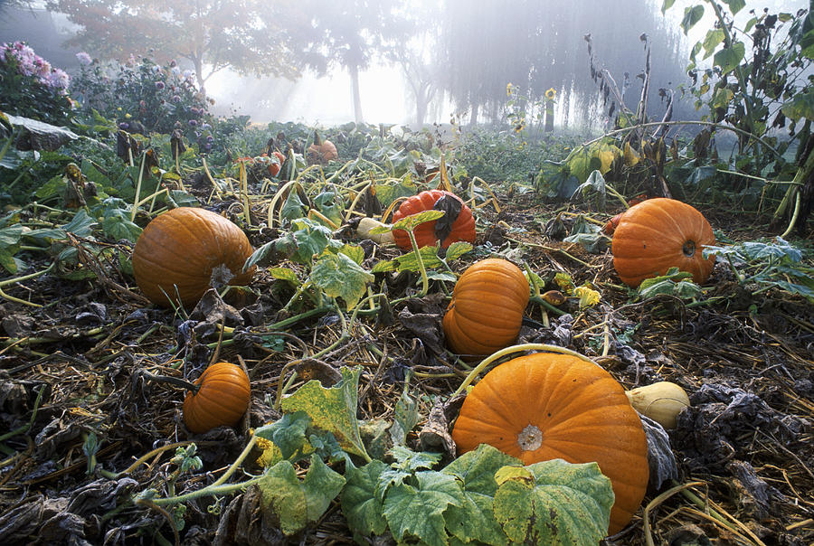 Pumpkin Patch, British Columbia #1 Photograph by David Nunuk