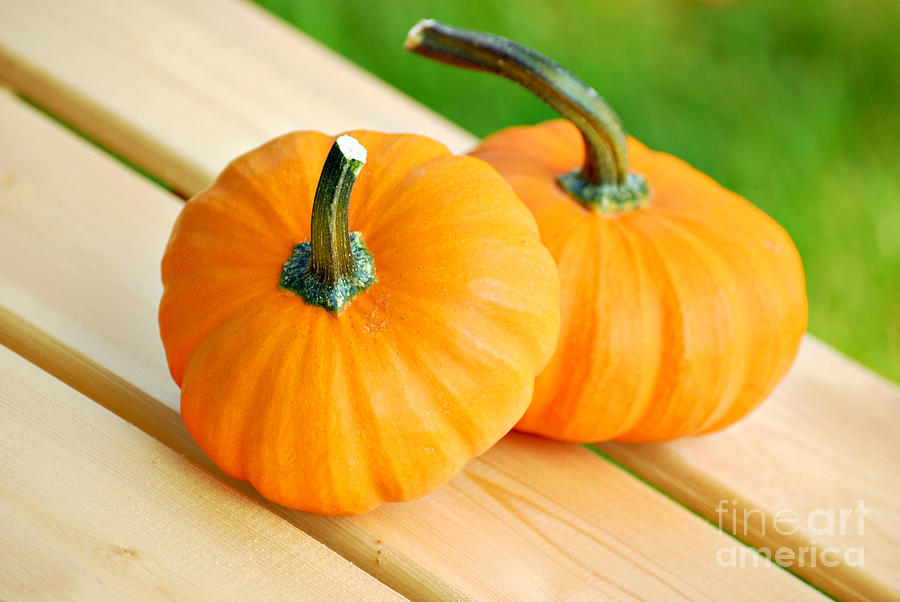Pumpkin Photograph - Pumpkins #1 by HD Connelly