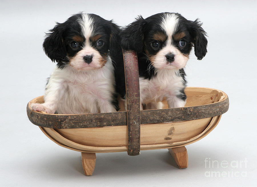 Puppies In A Trug #1 Photograph by Jane Burton